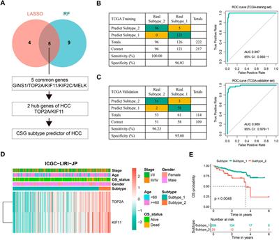 Characterization of cellular senescence patterns predicts the prognosis and therapeutic response of hepatocellular carcinoma